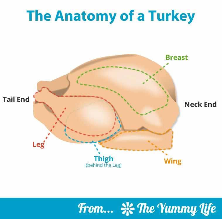 labeled parts of a turkey diagram