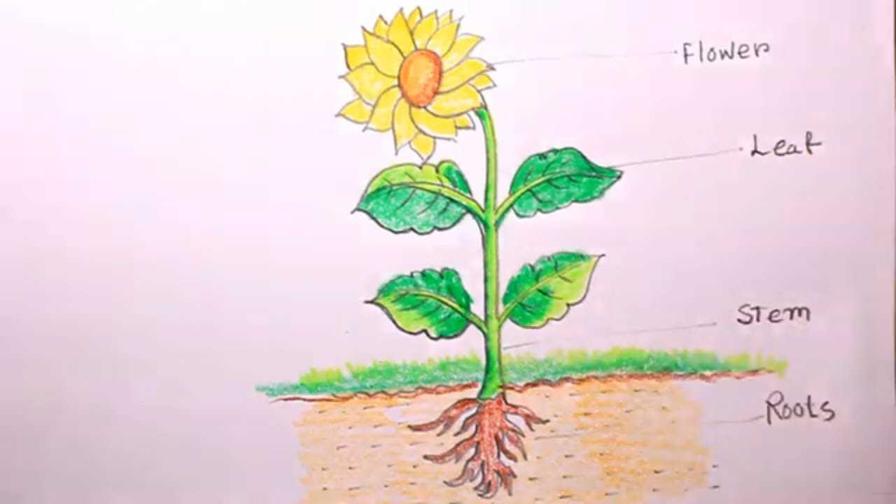 sunflower parts diagram