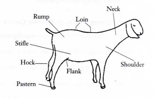 goat parts diagram