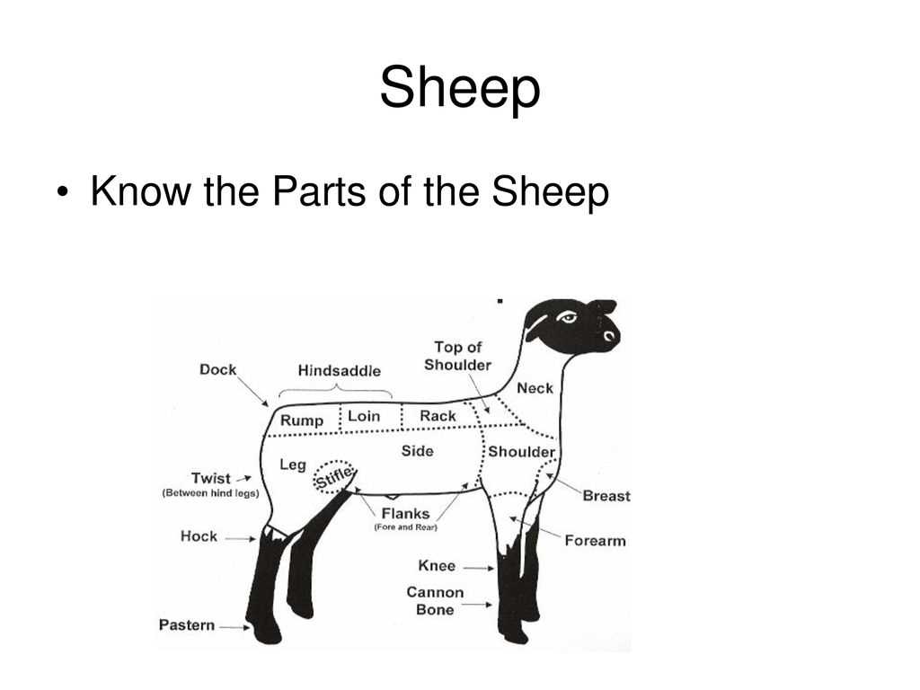 Comprehensive Guide to Parts of a Sheep Diagram for Students and ...